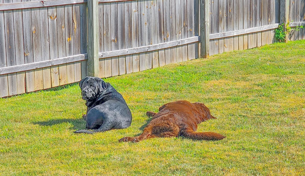 pooping dogs