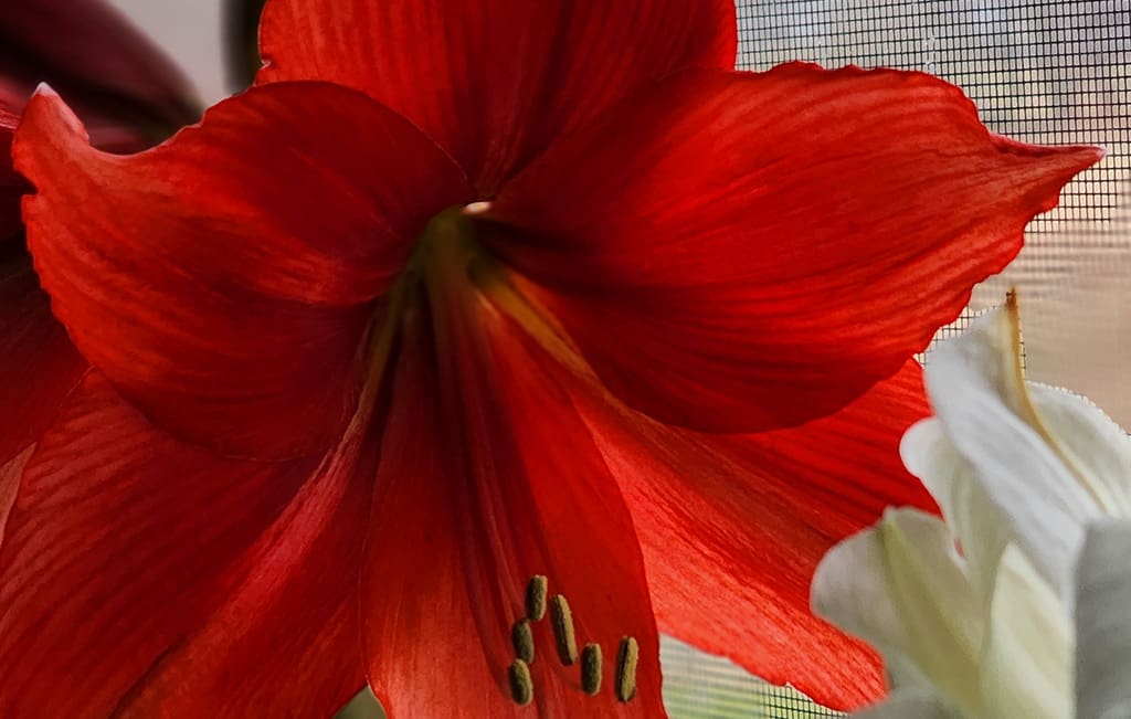 red flower