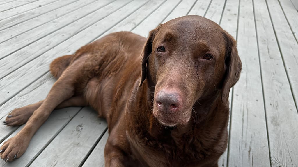 Dharma on the deck