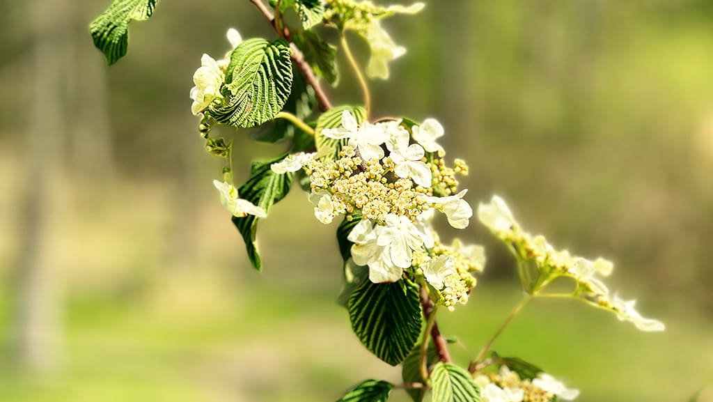 blooming shrub with white flowers