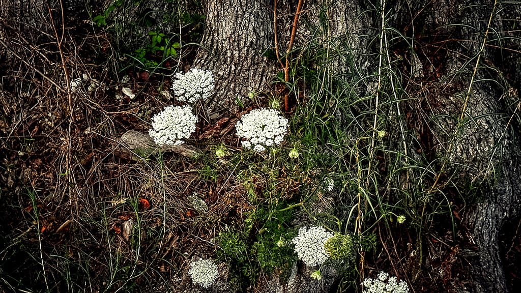 sunset #45 and queen anne’s lace