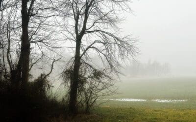 the pesky neighbors are hidden in a fog bank