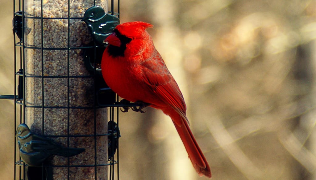 standard lens used for a few quick nature shots