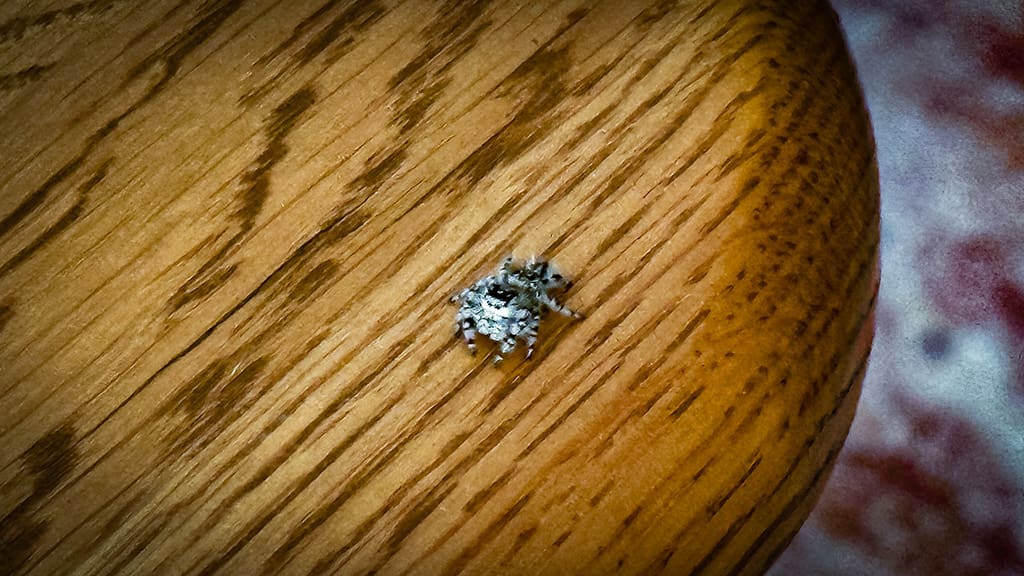 spider on the wood table