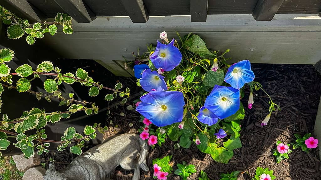 It is possible to hate gardening but love flowers