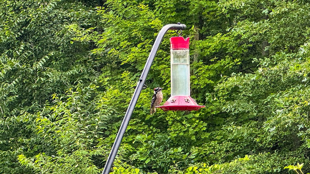 woodpecker thinks it's a hummingbird