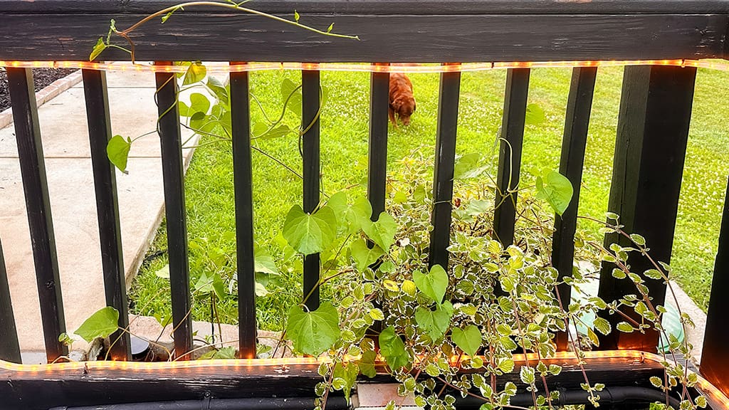 morning glory plants could take over the world