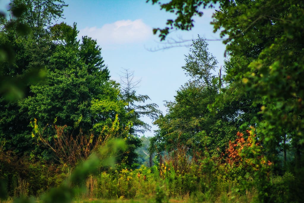 wooded view