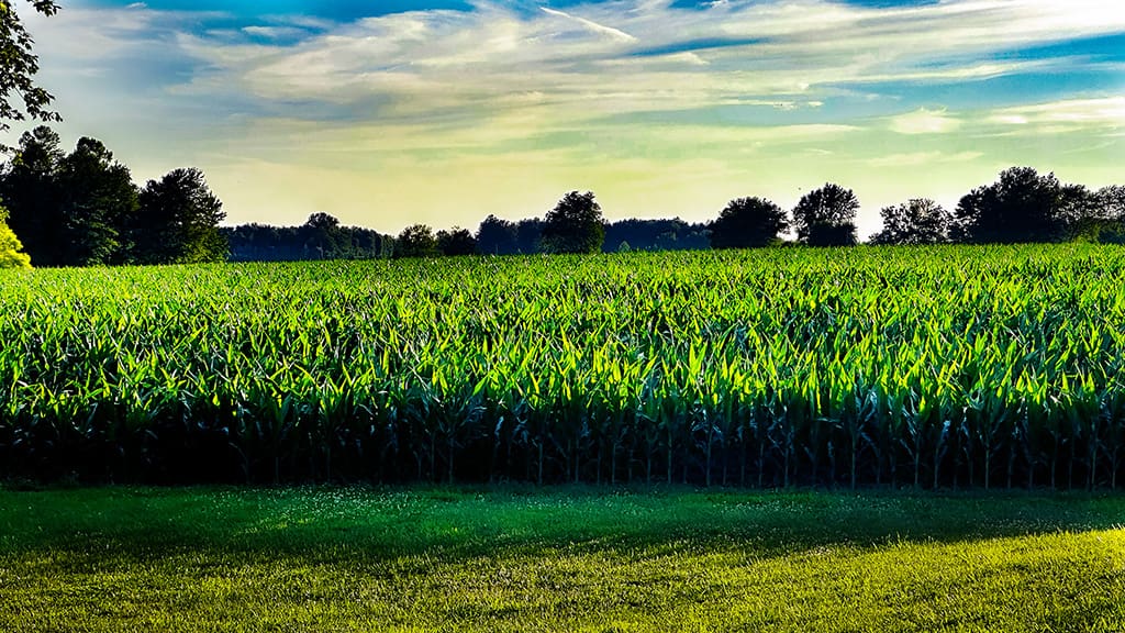 knee high by the 4th of July is a myth