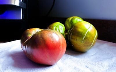 one of the most delicious tomato varieties